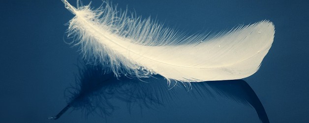 1400_bigstock_The_Feather_188784-628x250