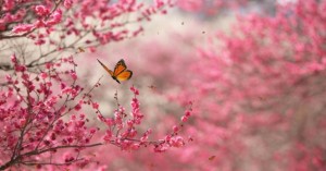 BeautifulNature3-610x320